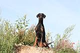 DOBERMANN 646